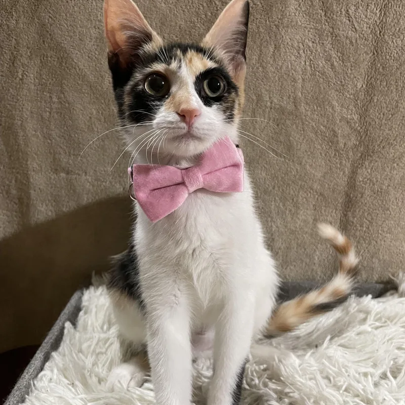 Doja Catnip thumbnail 3