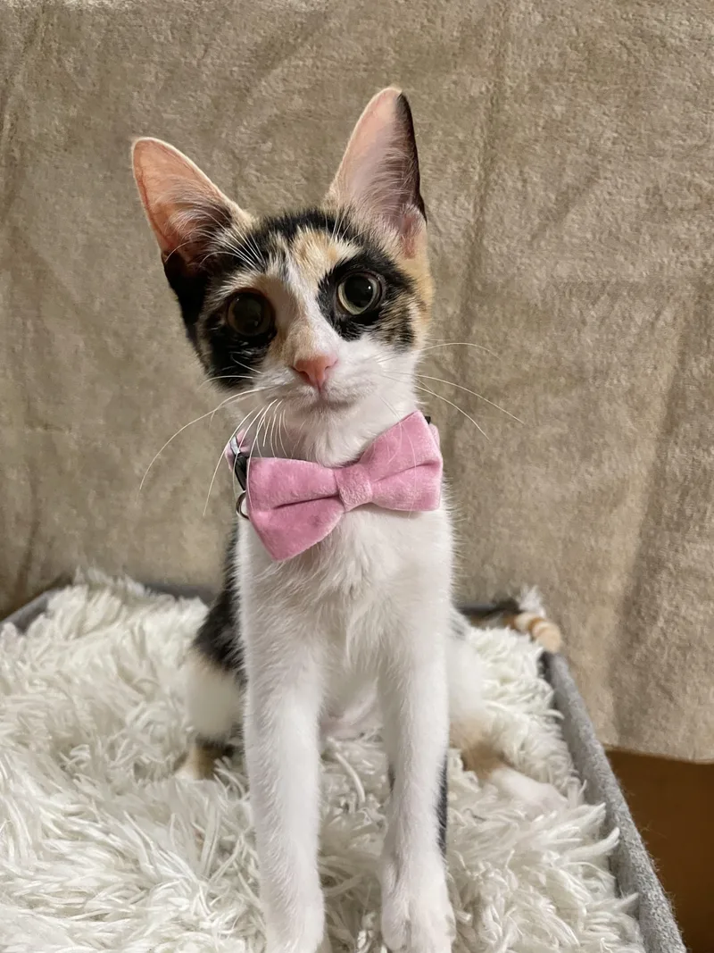 Doja Catnip thumbnail 5