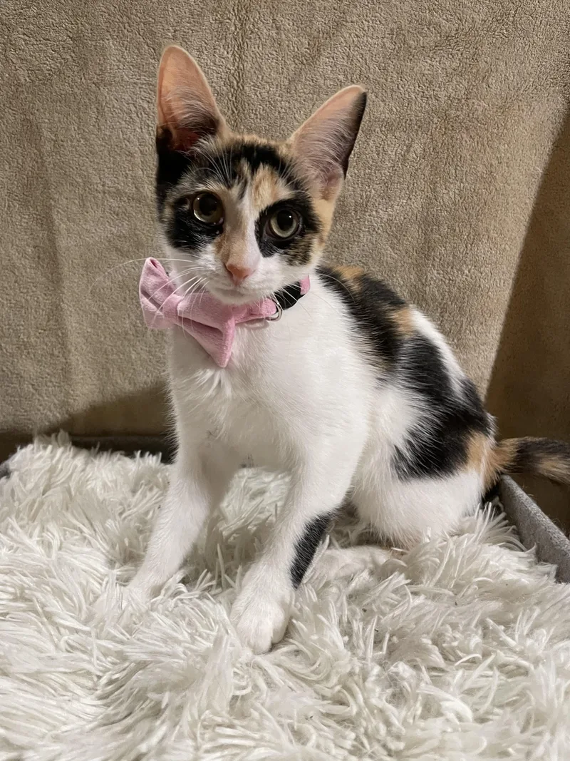 Doja Catnip thumbnail 6