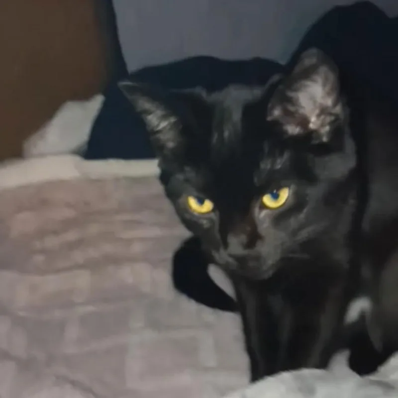 Zz Baby Olive Gothic thumbnail 2