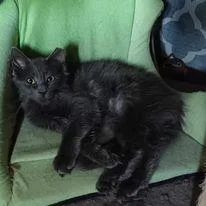 Zz Brooke ~ Courtesy thumbnail 3