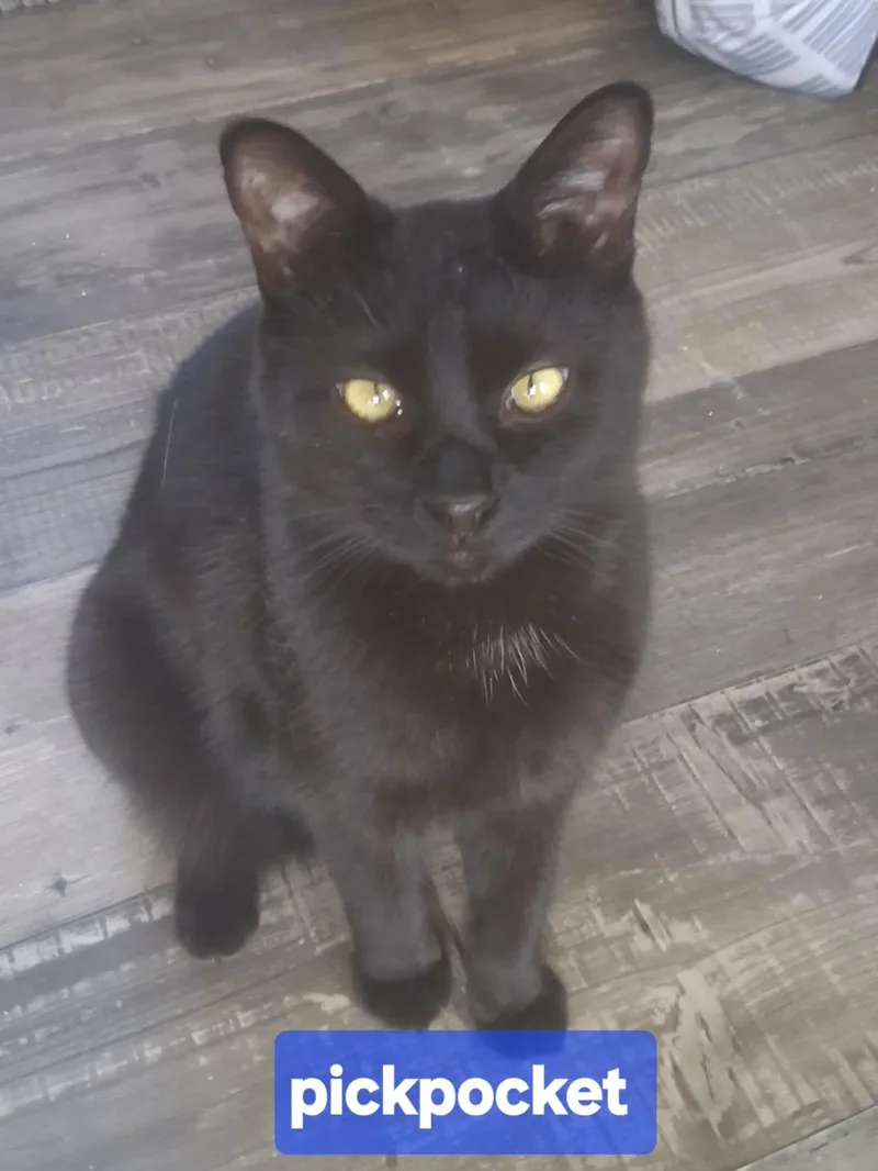 Pickpocket thumbnail 2