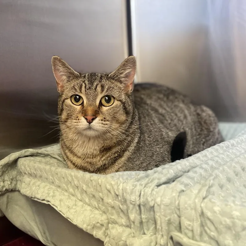 Mulberry thumbnail 2