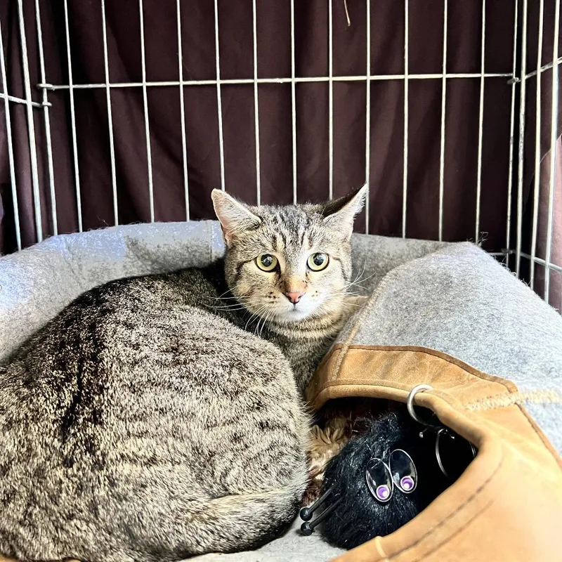 Mulberry thumbnail 3