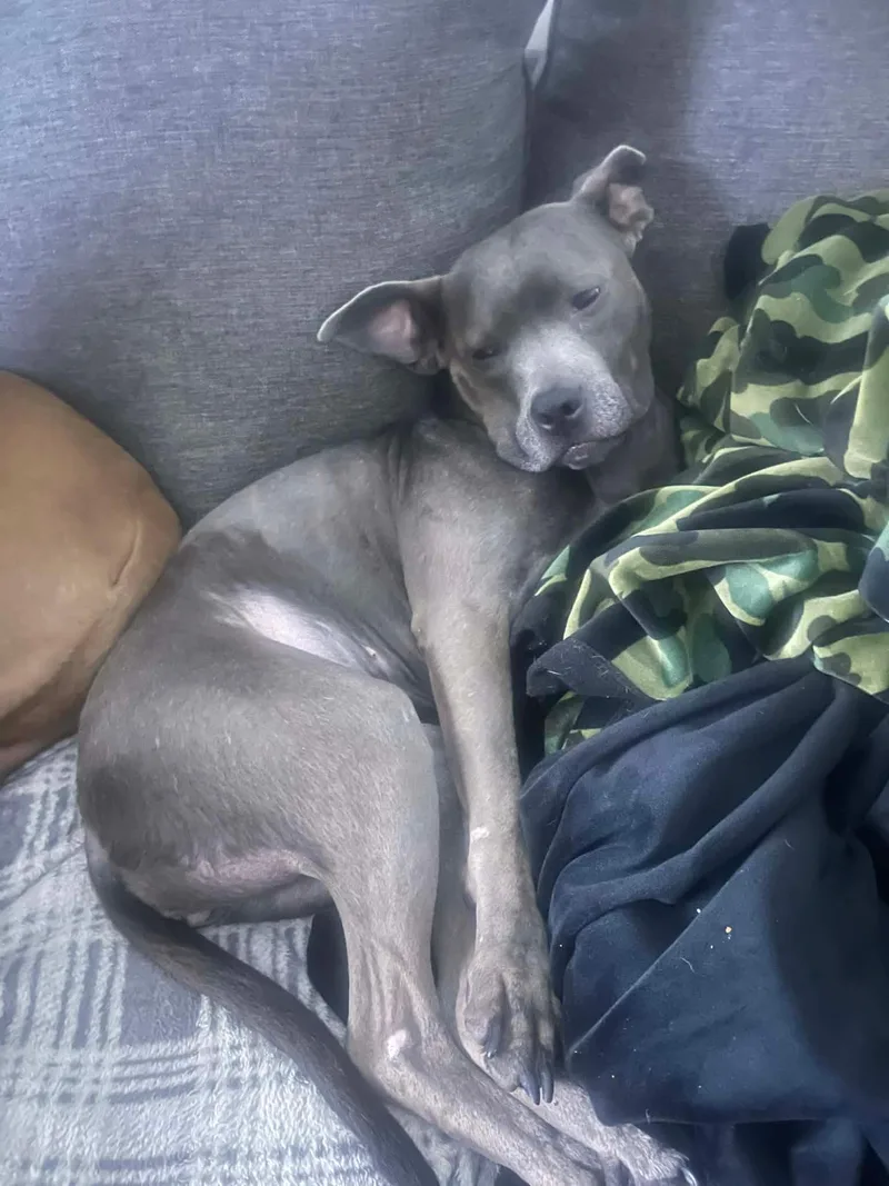 Gracie Lou thumbnail 2