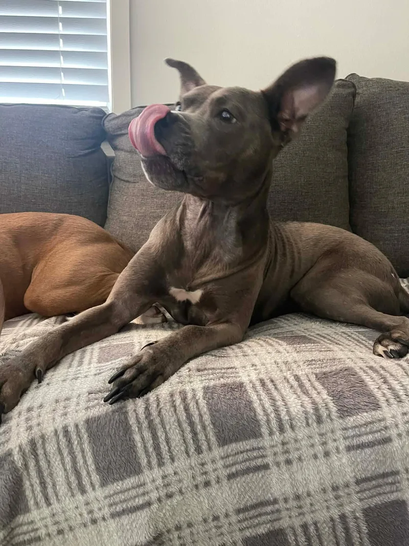 Gracie Lou thumbnail 3