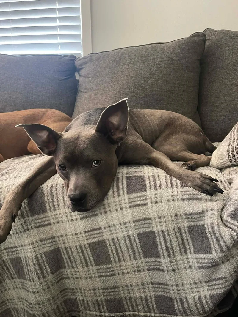 Gracie Lou thumbnail 4