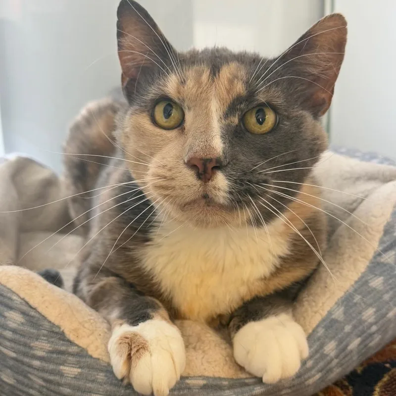 Henrietta thumbnail 3