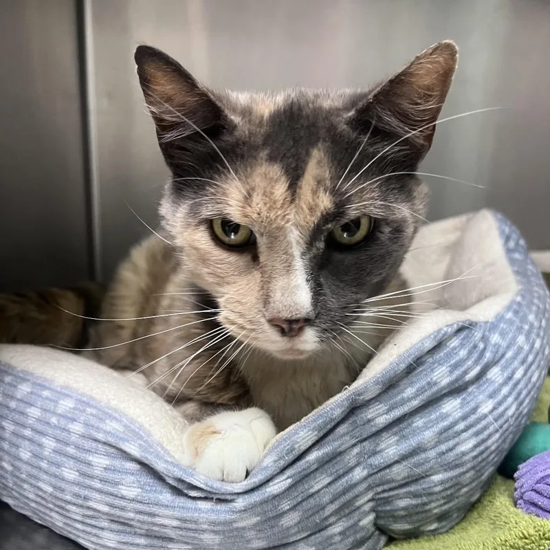 Henrietta thumbnail 6