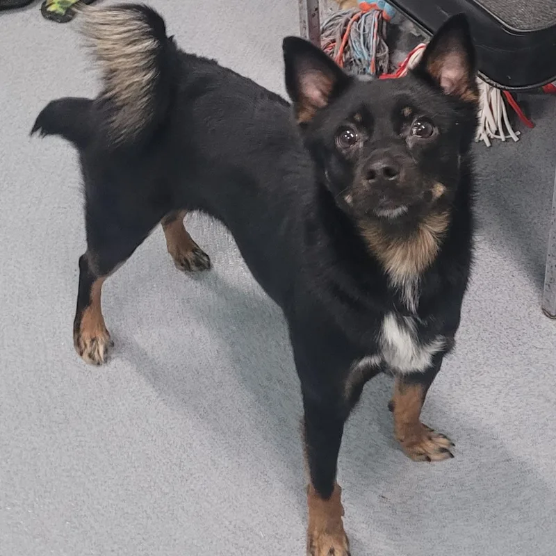 Coconut! Playful Little Girl!