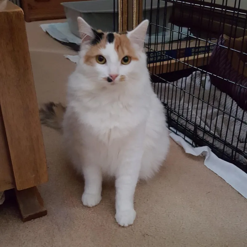 Lily & Carly thumbnail 4