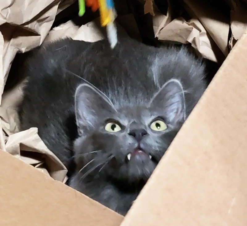 Lyonesse thumbnail 3