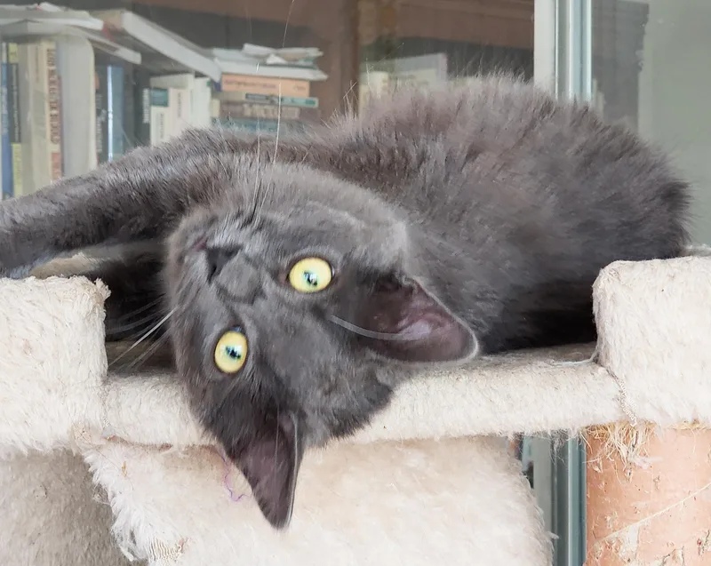 Lyonesse thumbnail 4