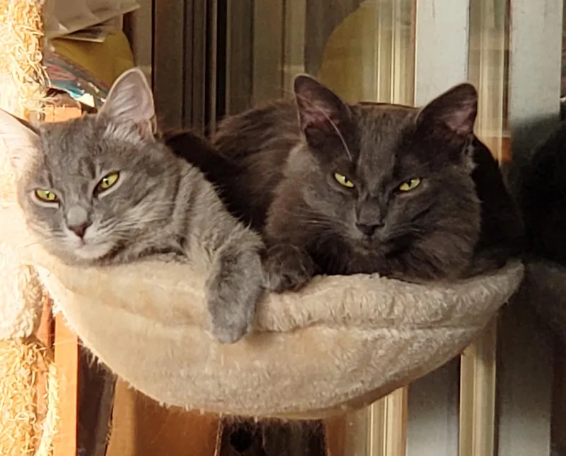 Lyonesse thumbnail 5