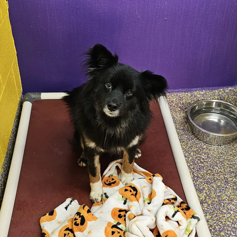 Ornament thumbnail 2