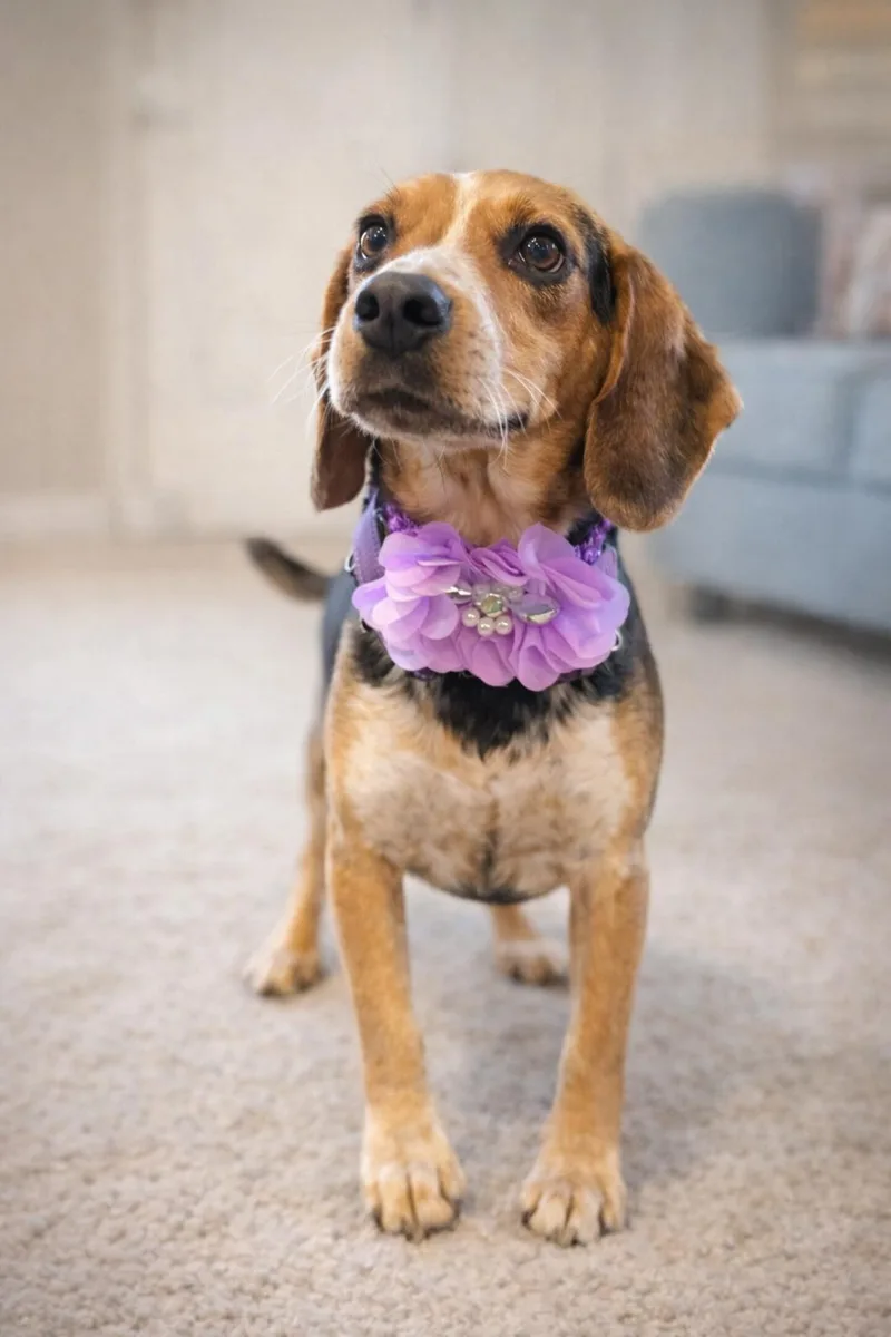 Lark And Sparrow thumbnail 4