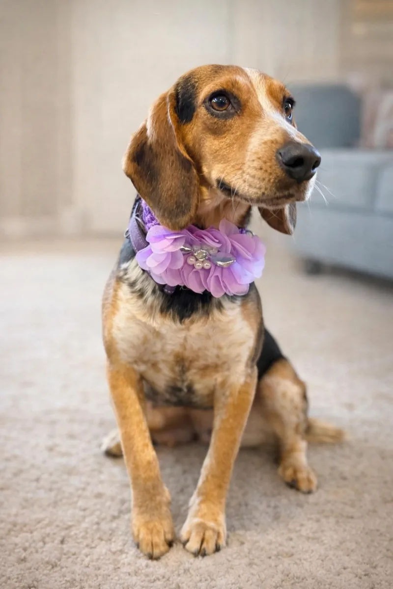 Lark And Sparrow thumbnail 5