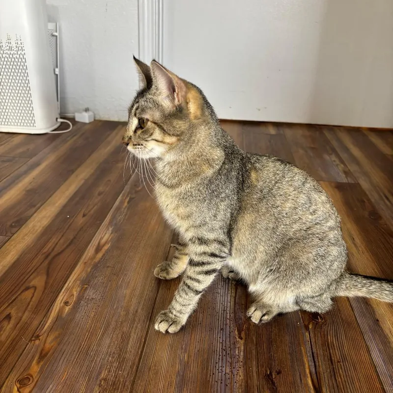 Wiley E. thumbnail 2