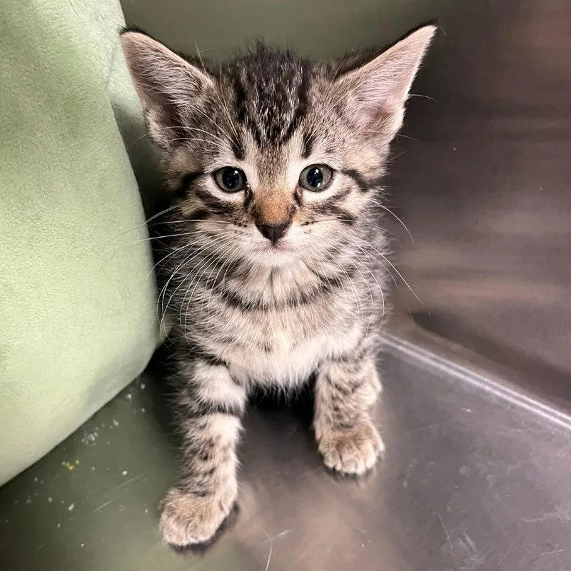 Wiley E. thumbnail 3