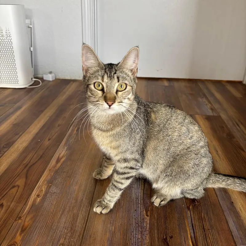 Wiley E. thumbnail 4