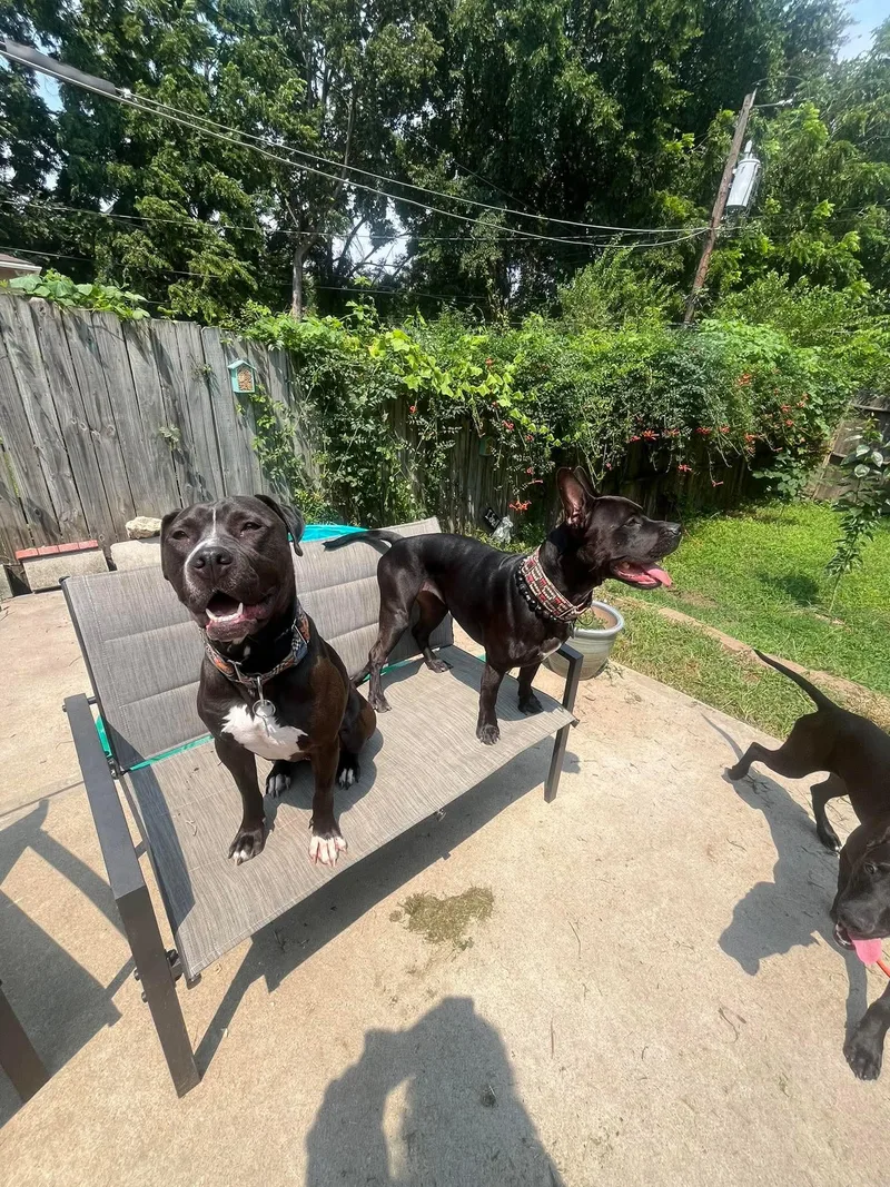 Malachi Aka Donkey thumbnail 2