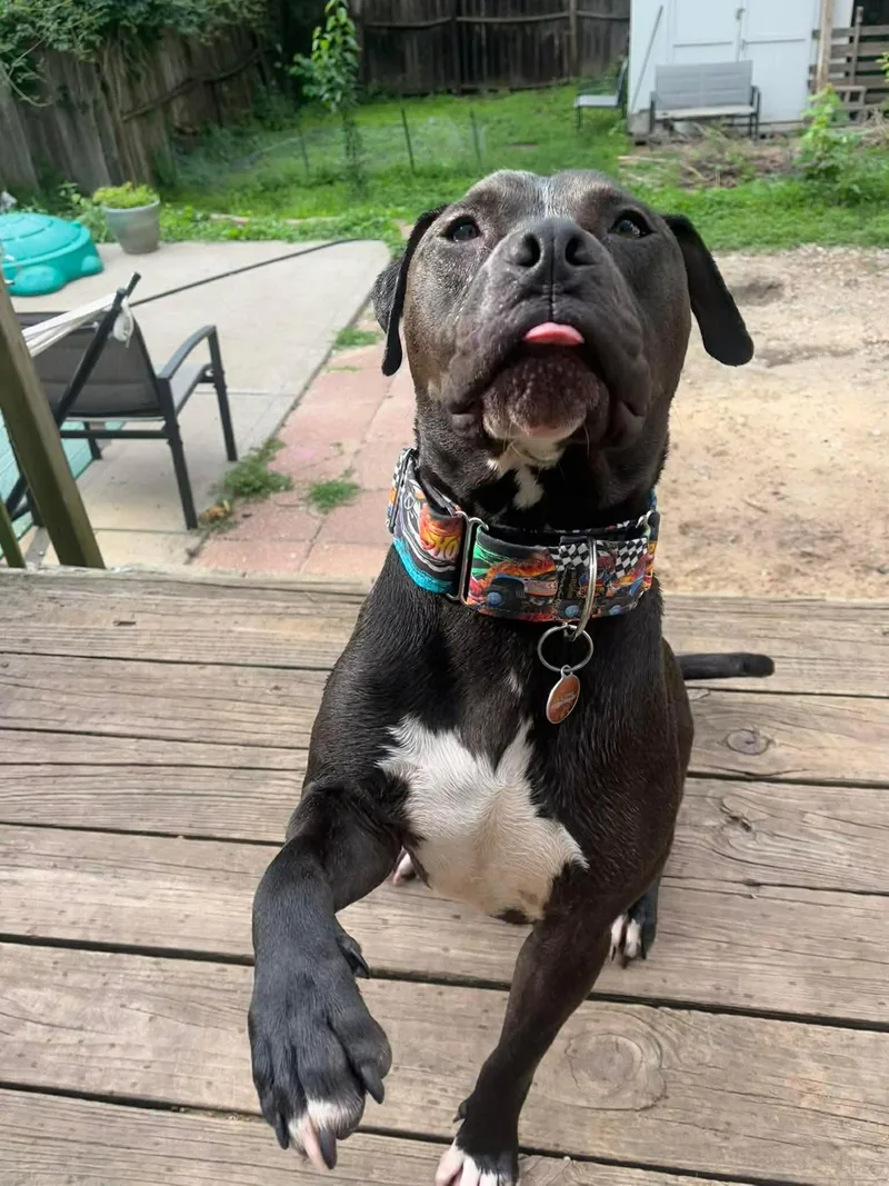 Malachi Aka Donkey thumbnail 3