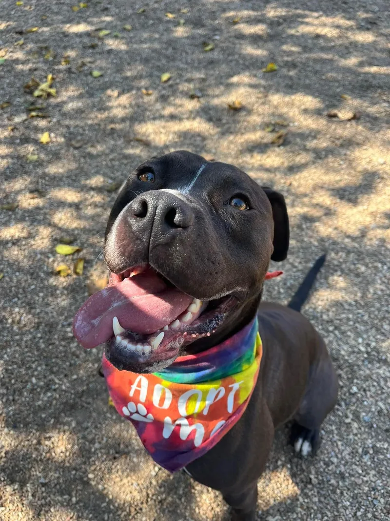 Malachi Aka Donkey thumbnail 4