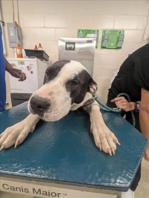 A young large-sized male Labrador Retriever dog named Buster for adoption in Mobile, AL