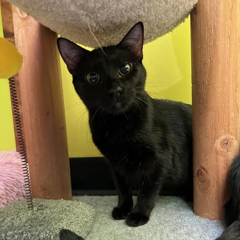 Mystery Meowington thumbnail 2