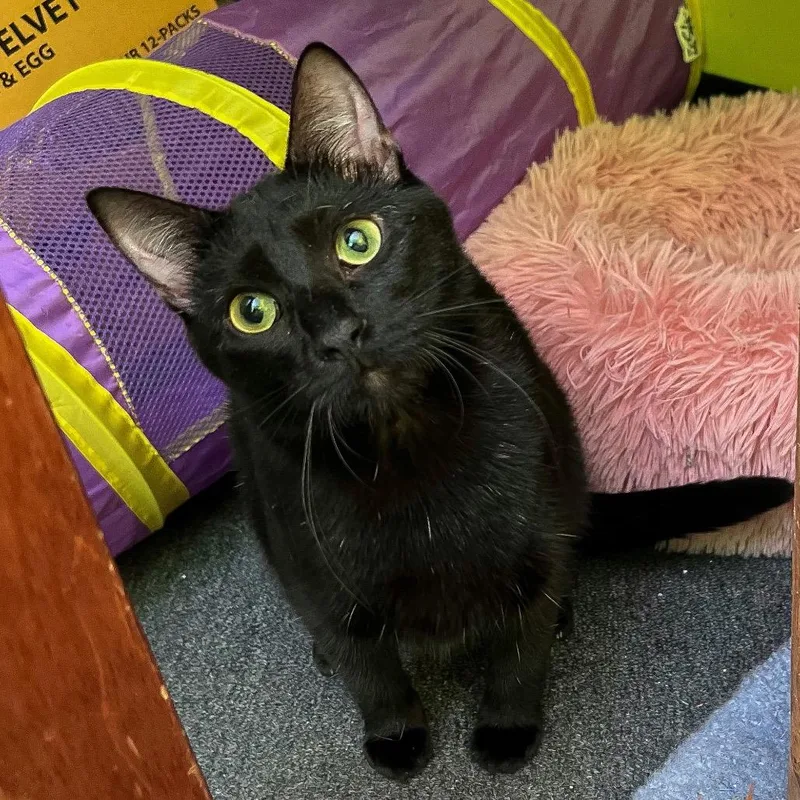 Mystery Meowington thumbnail 3