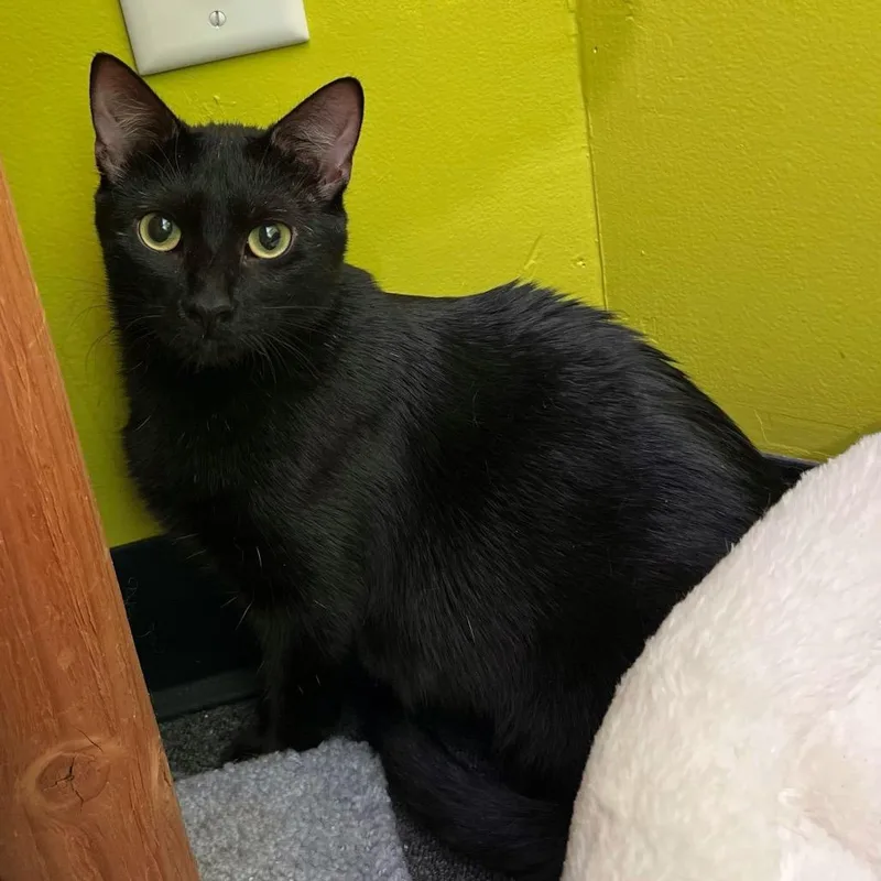 Mystery Meowington thumbnail 4