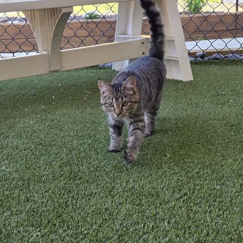 Clementine thumbnail 3