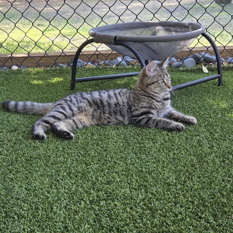 Clementine thumbnail 4