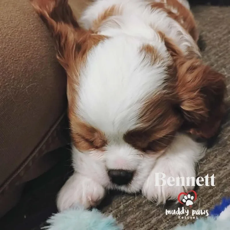 Pemberley Litter:   thumbnail 3