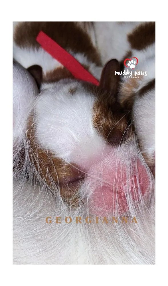Pemberley Litter: Georgianna
