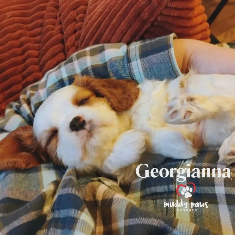 Pemberley Litter:  Georgianna thumbnail 3