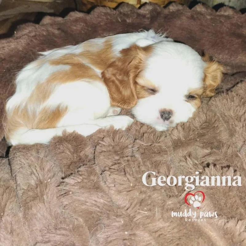 Pemberley Litter:  Georgianna thumbnail 4