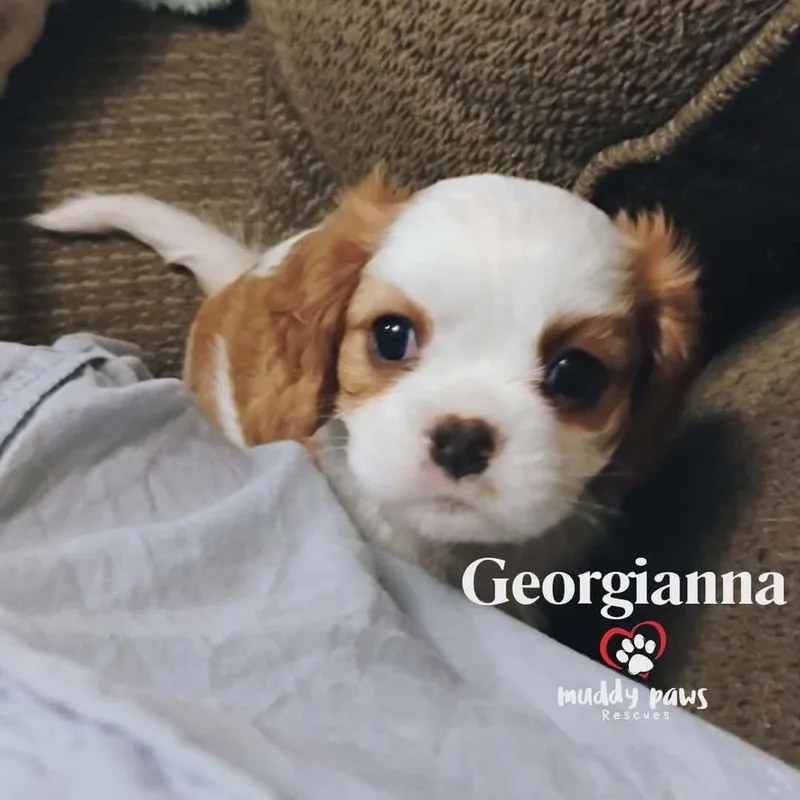 Pemberley Litter:  Georgianna thumbnail 5