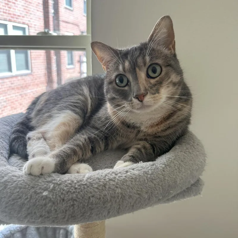 Maple Fka Bella thumbnail 2