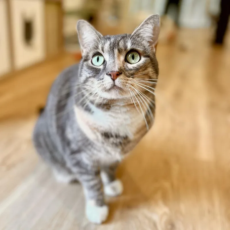 Maple Fka Bella thumbnail 4