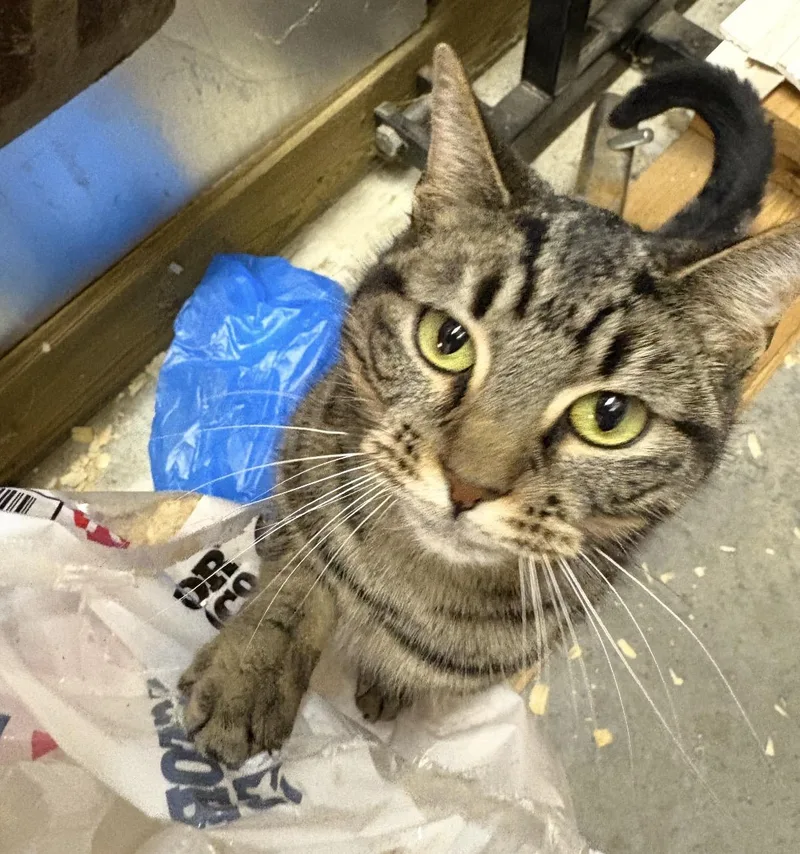 Itty Bitty thumbnail 4