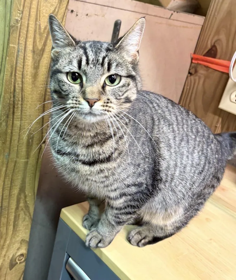 Itty Bitty thumbnail 5