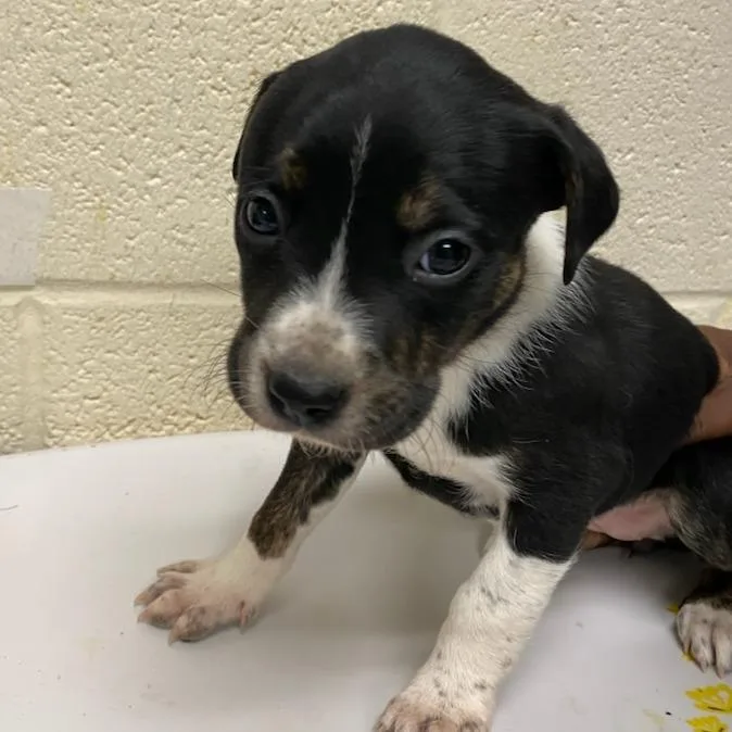 Mozzarella thumbnail 2