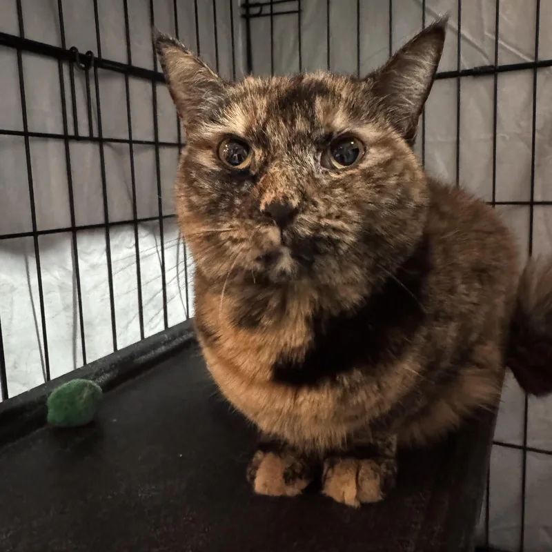 Nala Ann thumbnail 2