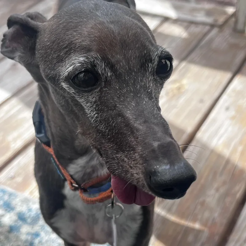 Rocket Fka Cricket thumbnail 3