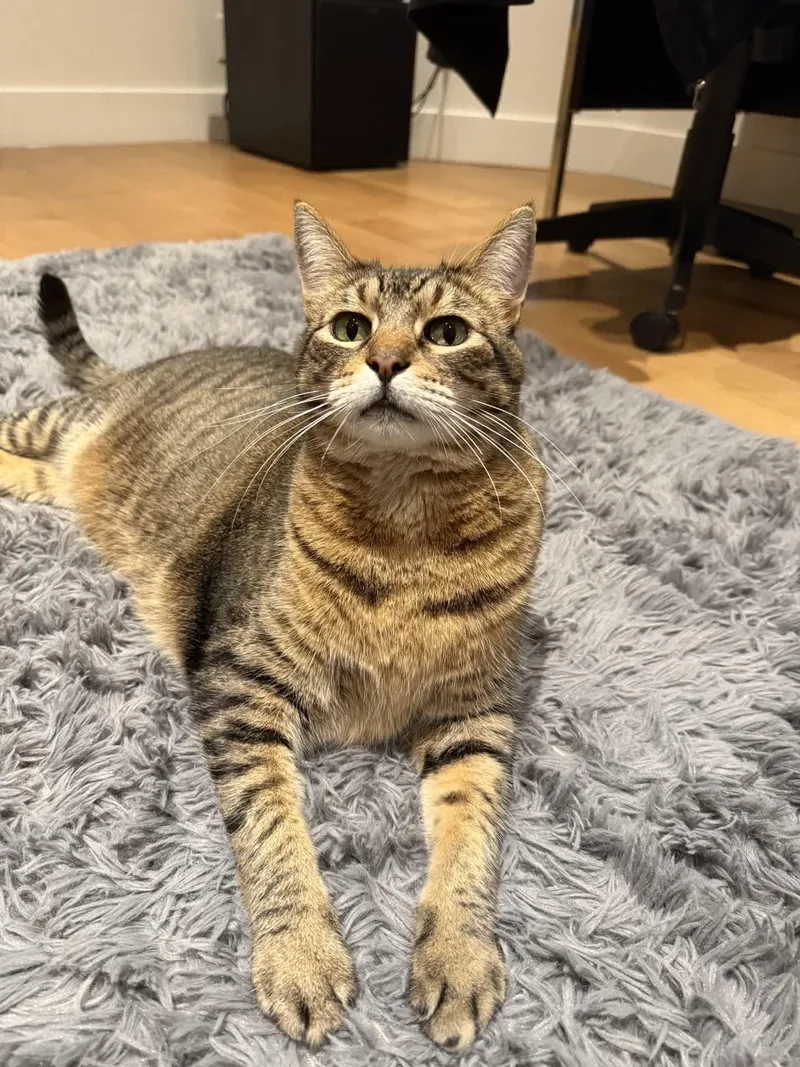 Lil Timmy thumbnail 2