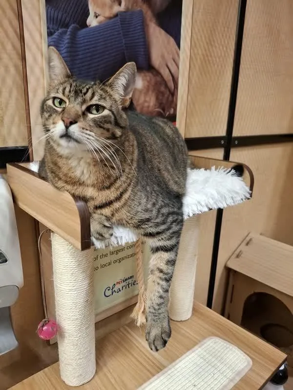 Lil Timmy thumbnail 3