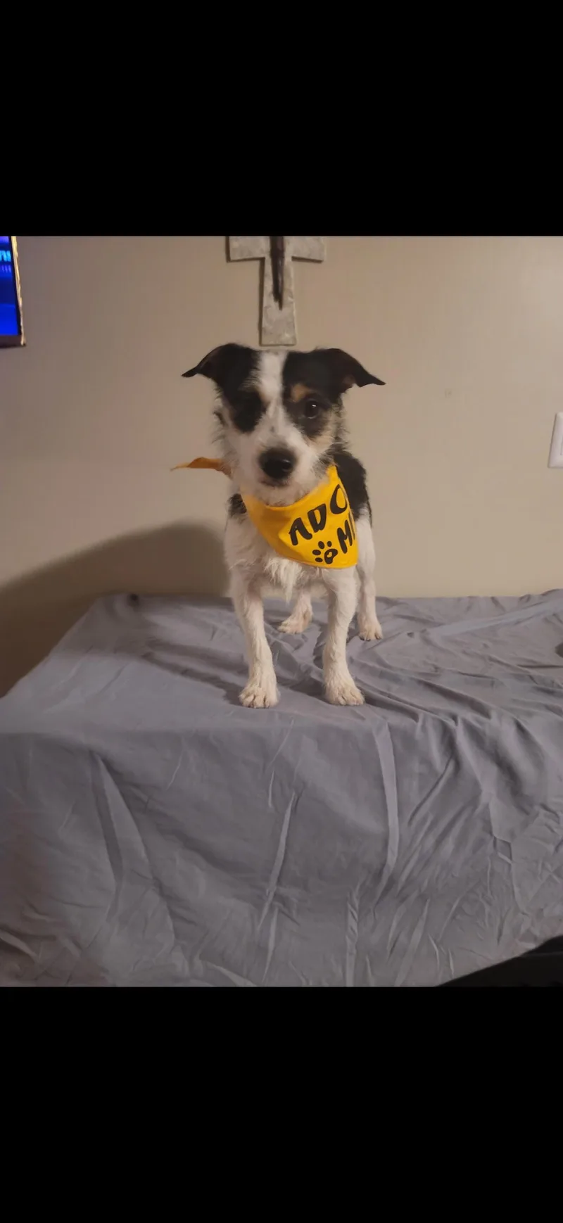 Buddy  The Sweet thumbnail 2