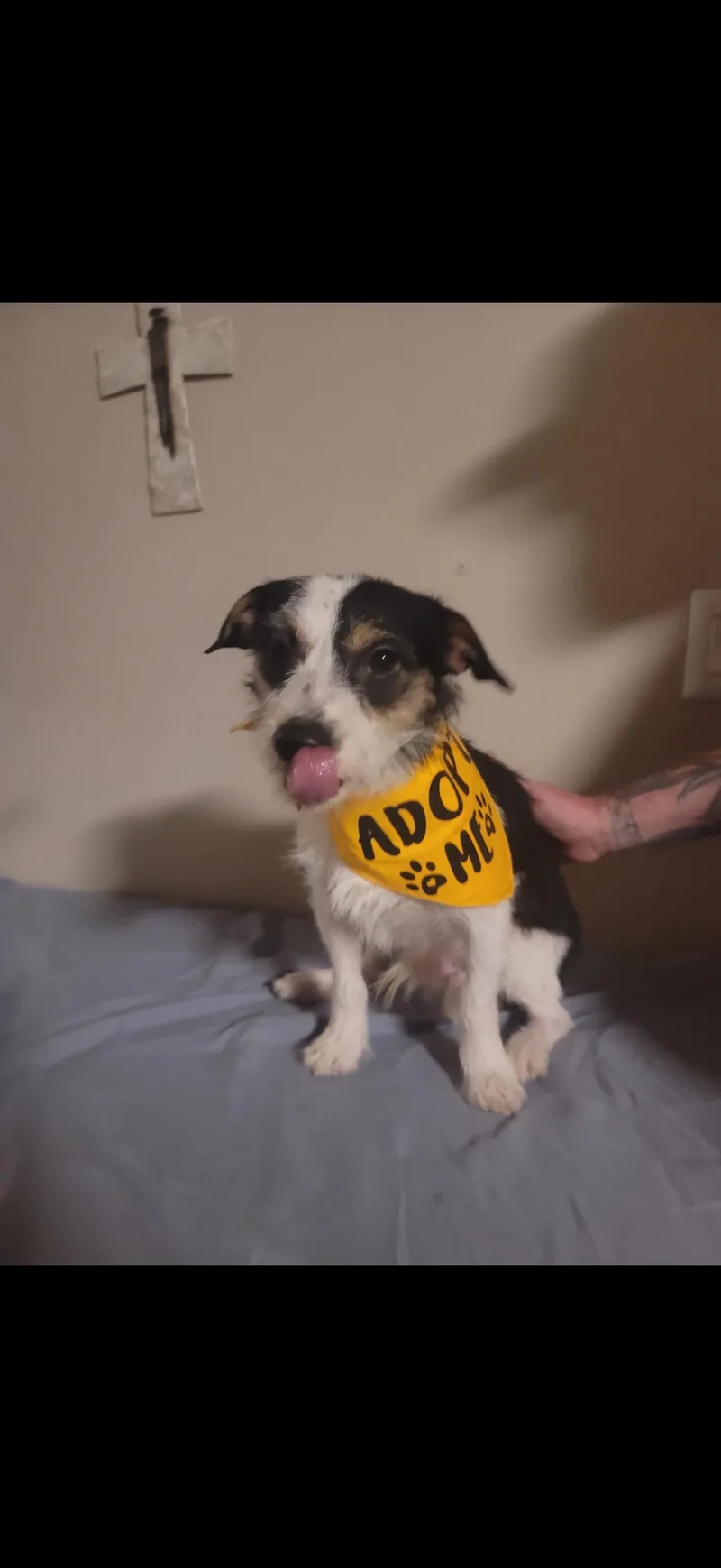 Buddy  The Sweet thumbnail 3