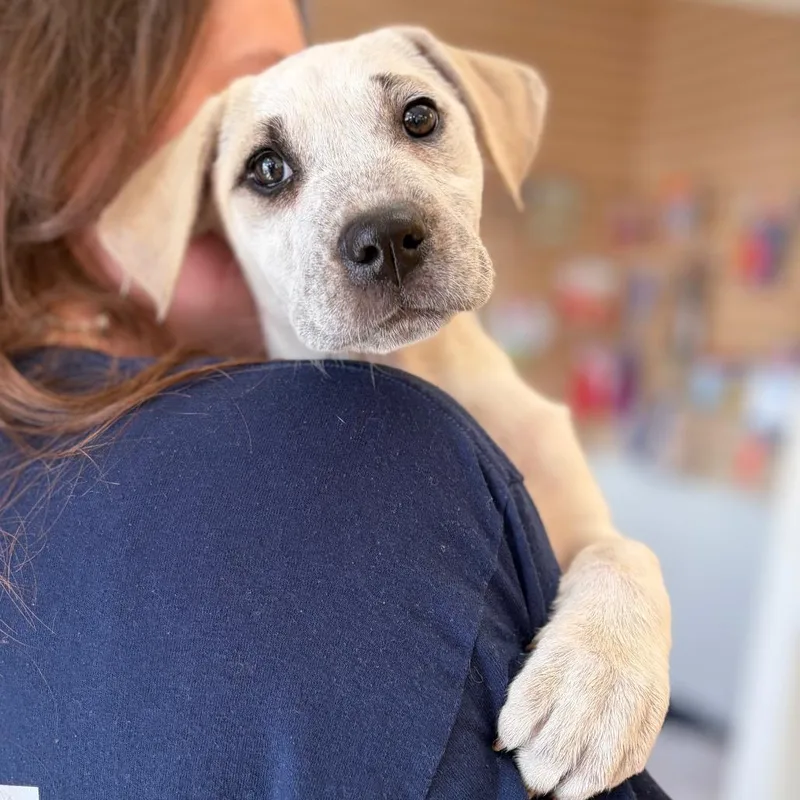 Little Miss Cheesesteak